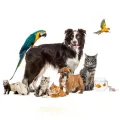 Pet Shop